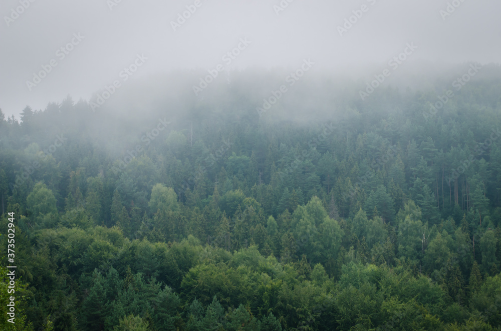 Beautiful green  forest mountains wiht fog