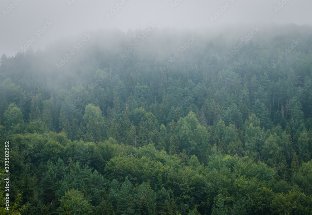 Beautiful green  forest mountains wiht fog