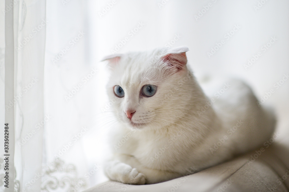 Scottish fold breed white cat with blue eyes in natural window light Scottish fold breed white cat with blue eyes in natural window light