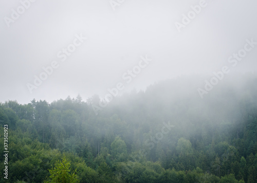 Beautiful green  forest mountains wiht fog