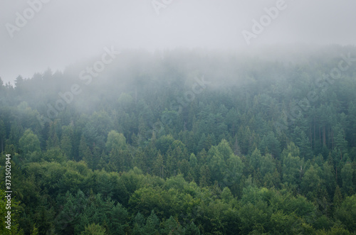 Beautiful green forest mountains wiht fog