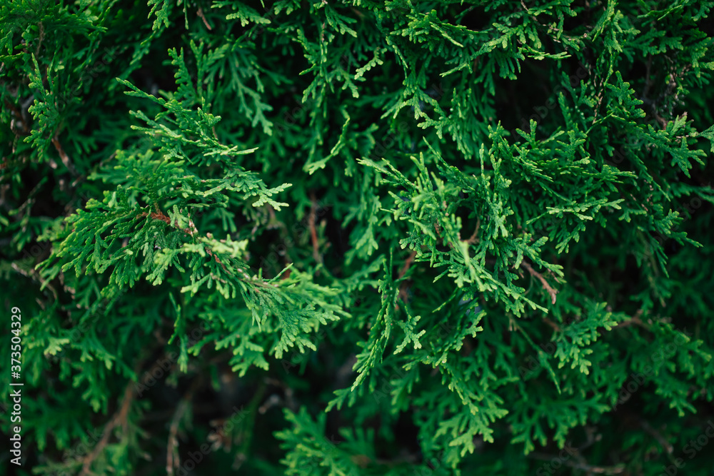 Close up photo of thuja bush in the summer season Close up photo of thuja bush in the summer season