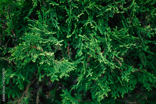 Close up photo of thuja bush in the summer season