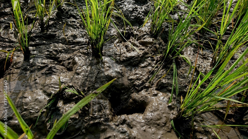 The texture of mud in the rice fields with young rice plants The texture of mud in the rice fields with young rice plants