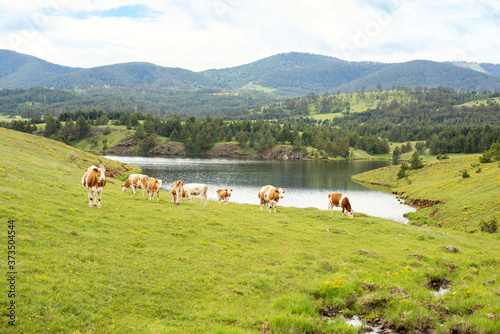 Landscape photo of a cow on the grass