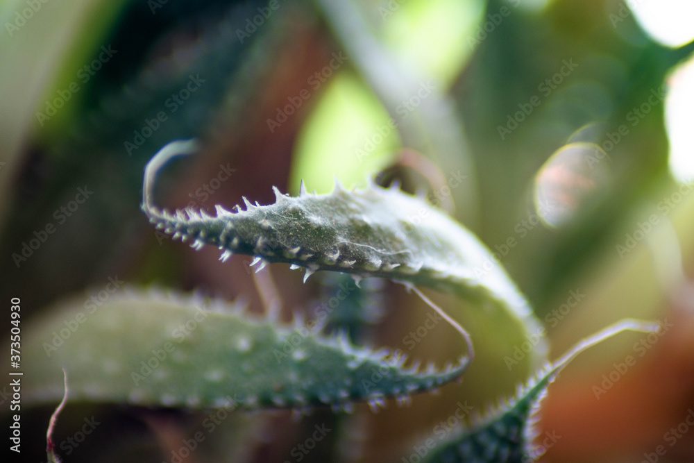 Fototapeta premium close up of a cactus