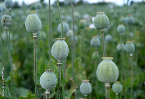 field of poppy seed capsules, selective focus
