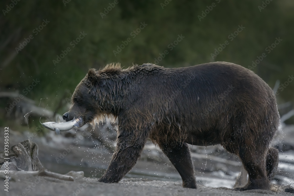 Wild animals of Kamchatka Peninsula, Russia. Wild animals of Kamchatka Peninsula, Russia.
