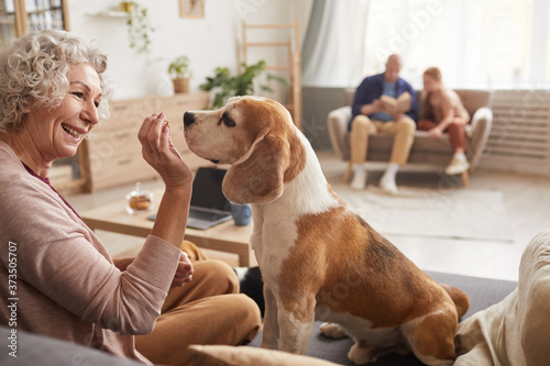 Warm toned side view portrait of cheerful senior woman playing with dog and giving treats while enjoying time together at home, copy space