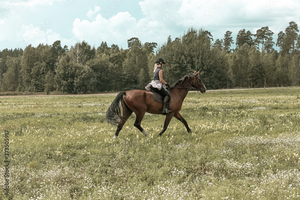 horse and rider horse and rider
