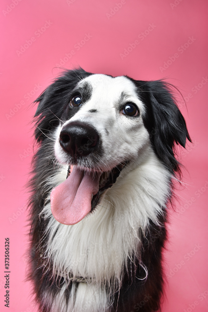 Fototapeta premium portrait of a dog