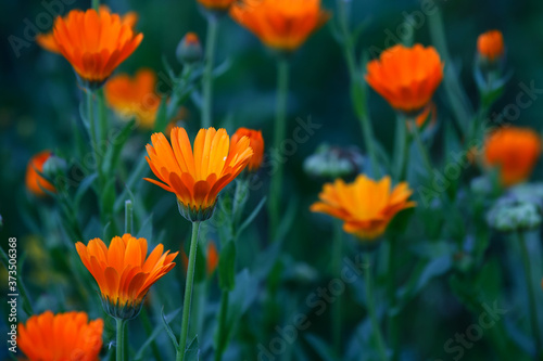 Orange and yellow flower in garden. Calendula officinalis  the pot marigold  ruddles  common marigold or Scotch marigold