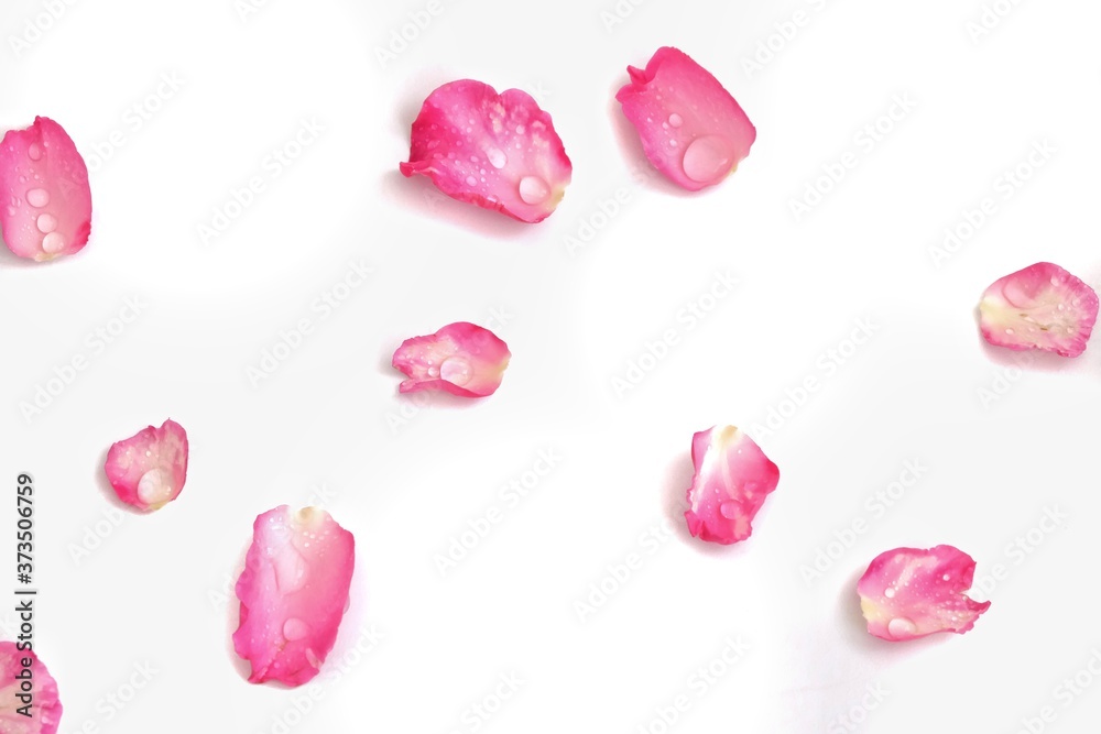 Blurred a group of sweet pink rose corollas with droplets on white isolated background Blurred a group of sweet pink rose corollas with droplets on white isolated background