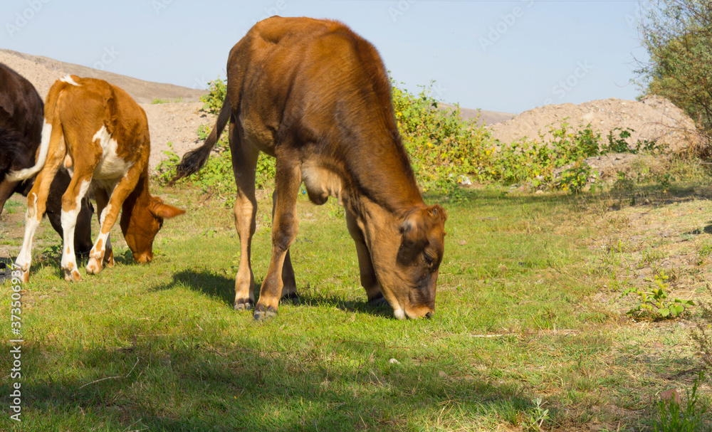Young cows that graze and eat young grass. Free grazing of cattle Young cows that graze and eat young grass. Free grazing of cattle