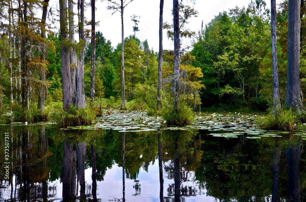 Obraz premium Cypress Gardens in Moncks Corner near Charleston in South Carolina, USA, summer, water lilies, swampland, reflections in water