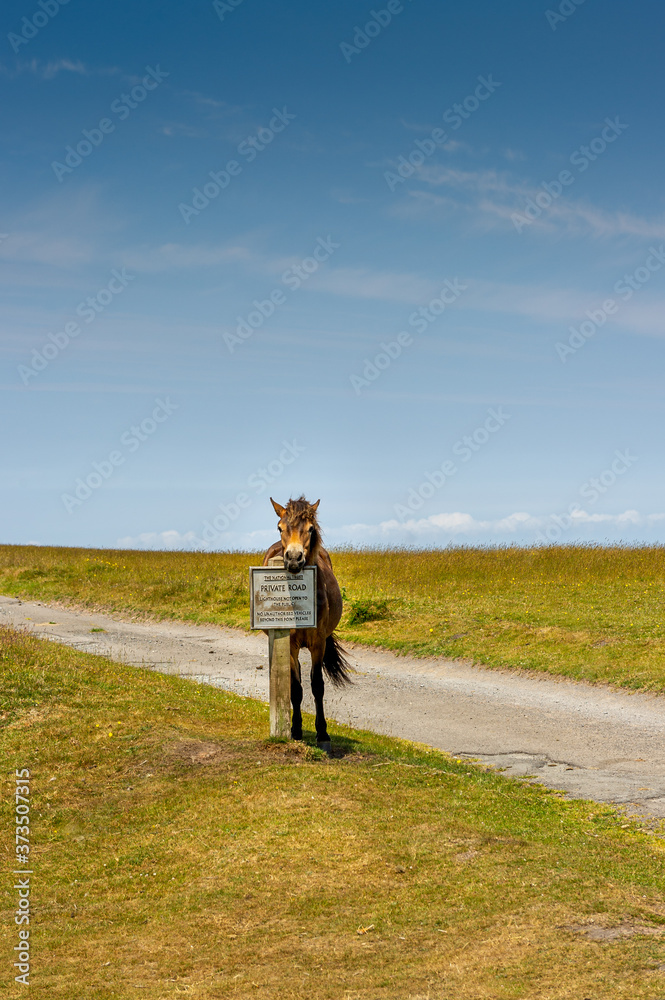 Exmoor Pony on Exmoor National Park