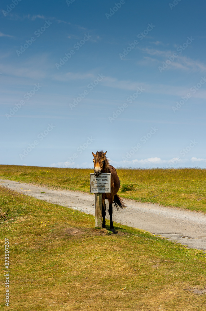 Exmoor Pony on Exmoor National Park