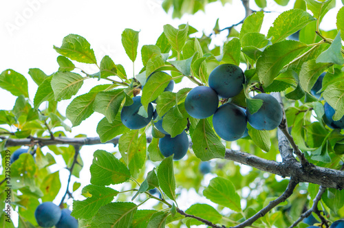 Blue plum on the tree. Beautiful and tasty plum on a plum tree branch at the farm.