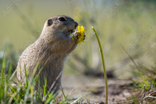 Ziesel und Löwenzahn