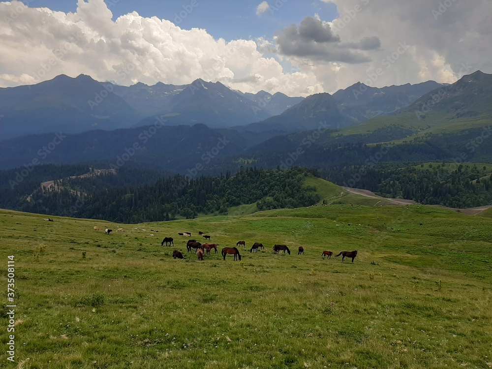 Horses in the mountains