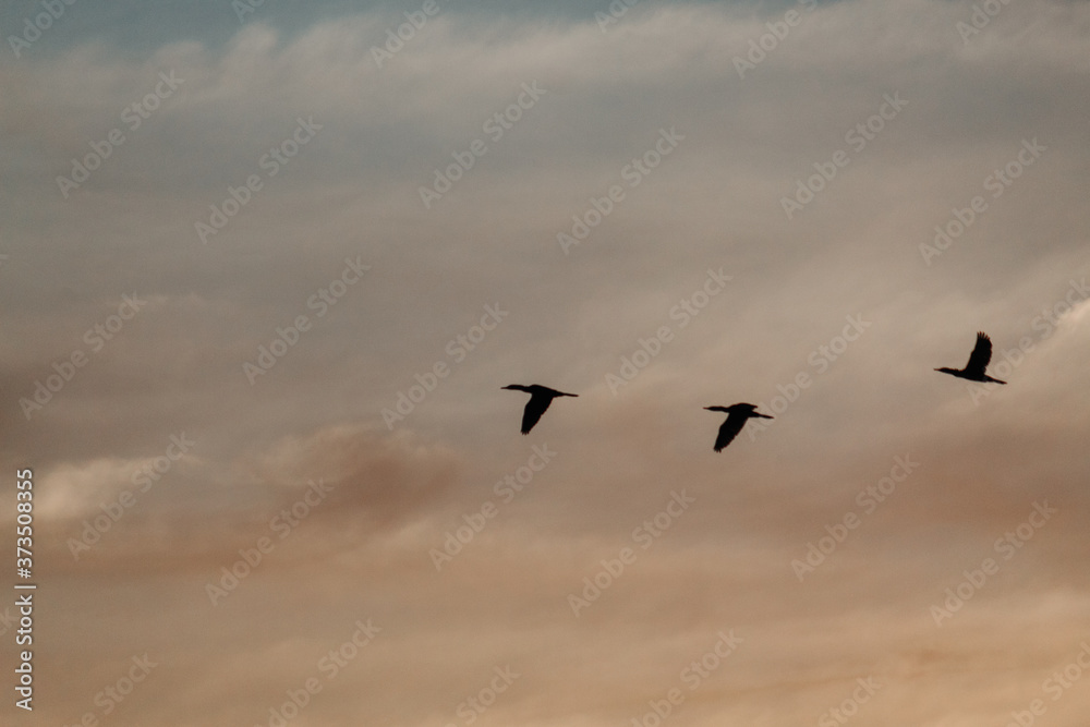 Silhouette of birds flying in the sky