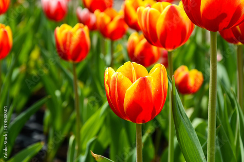 Common Tulipa Liliaceae Tulip