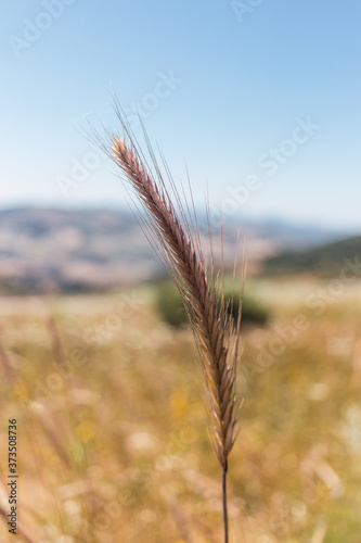 field of wheat