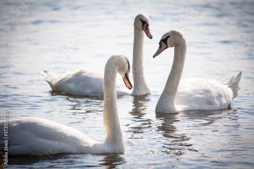Three white swans in the water