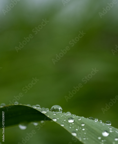 Grashalm nach dem Regen