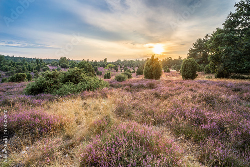 landscape with blooming eri...