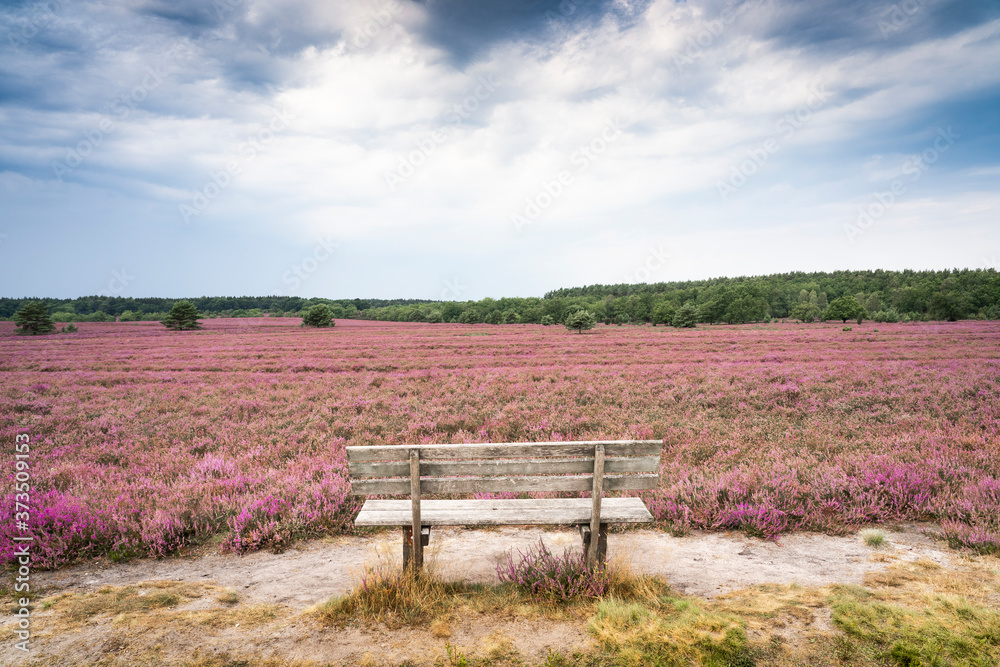 landscape with blooming erica in the Luneburg heather near Wilsede Mountain, Niedersachsen, Germany, landscape landscape with blooming erica in the Luneburg heather near Wilsede Mountain, Niedersachsen, Germany, landscape