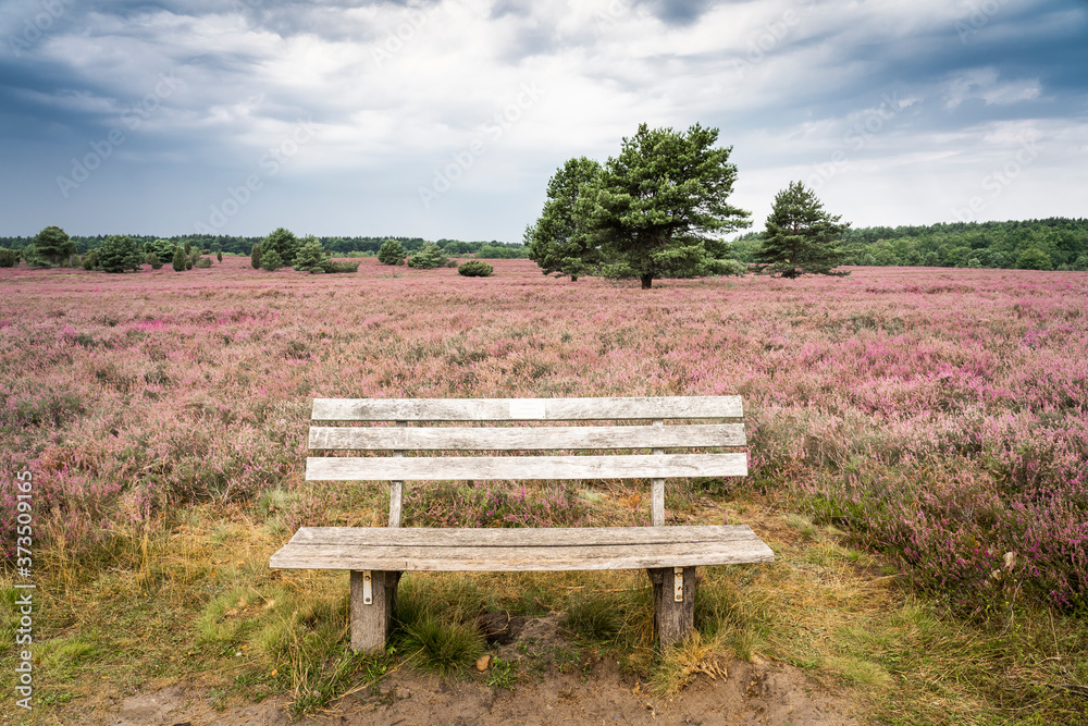 landscape with blooming erica in the Luneburg heather near Wilsede Mountain, Niedersachsen, Germany, landscape landscape with blooming erica in the Luneburg heather near Wilsede Mountain, Niedersachsen, Germany, landscape