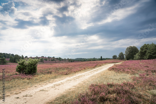 landscape with blooming eri...
