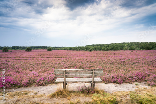 landscape with blooming erica in the Luneburg heather near Wilsede Mountain, Niedersachsen, Germany, landscape