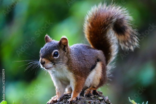 Cute smiling squirrel