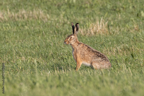 Rabbit (Lepus europaeus) sitting in green grass © Werner