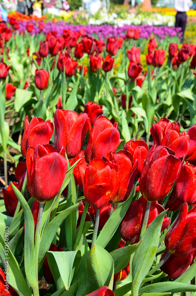 Fototapeta premium Tulipa zwyczajna Tulipa Liliaceae