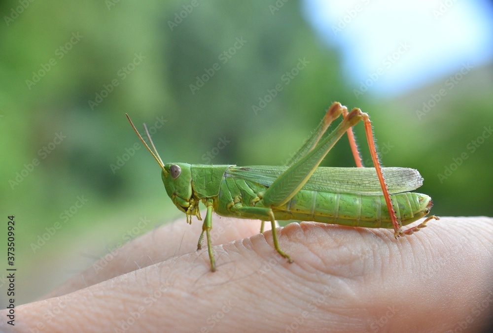 Side view of green grasshopper on finger. Side view of green grasshopper on finger.