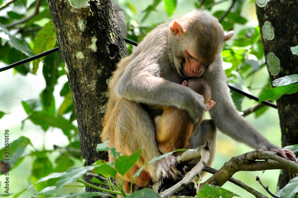 Monkey Motherhood. Monkey Motherhood.