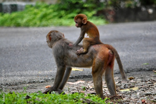 Monkey mother and baby ride.