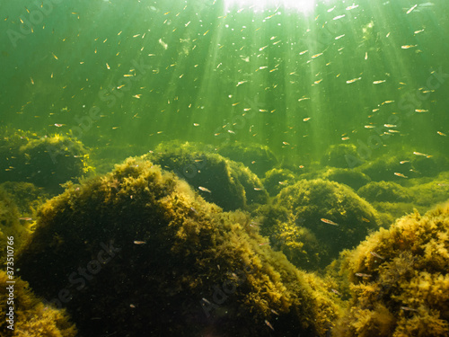 Sun rays penetrating green ocean water with plenty of small fish. Stones covered by yellow seaweed © Dan