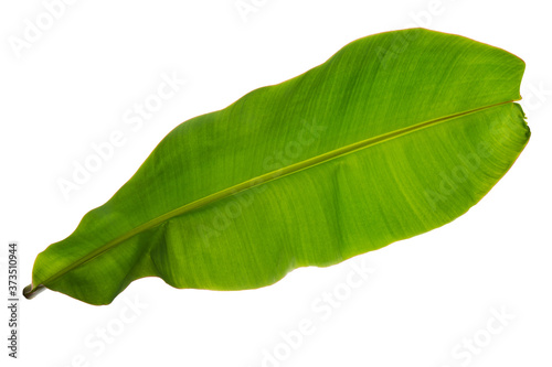 Banana leaf texture.