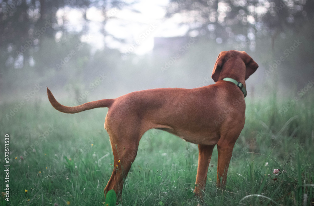 dog on the grass