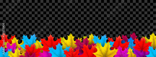 Bright multicolored maple leaves on transparent background.