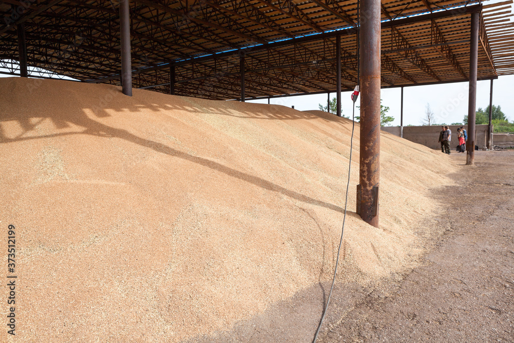 Fototapeta premium Flat-type grain storage full of wheed seeds, roofed build for rain protect, agricultural cereal harvesting season