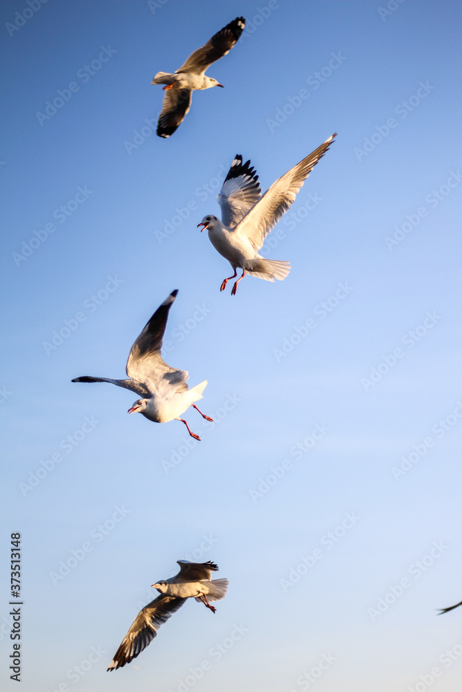 Obraz premium sunset sky and seagulls flying