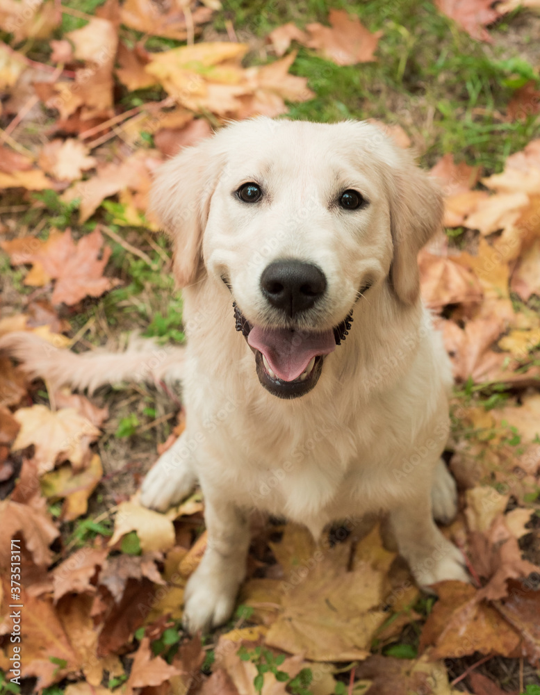Closeup portrait of white retriever dog looking at camera in autumn background. Dog on autumn leaves. Banner
