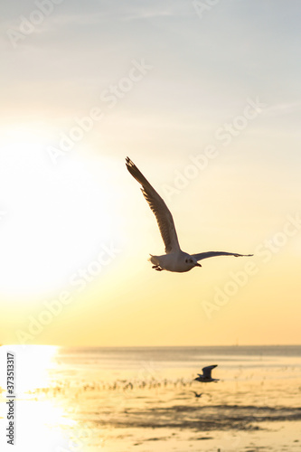 sunset sky and seagull flying