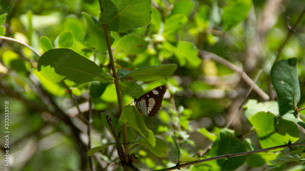 Farfalla marrone rossa e bianca lungo il sentiero a Serra San Quirico