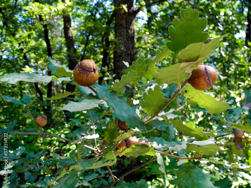 Nature, Gall Wasp photo